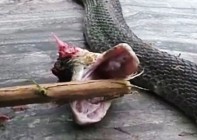 VIDEO Snakes Revenge As Severed Head Bites And Kills Chef