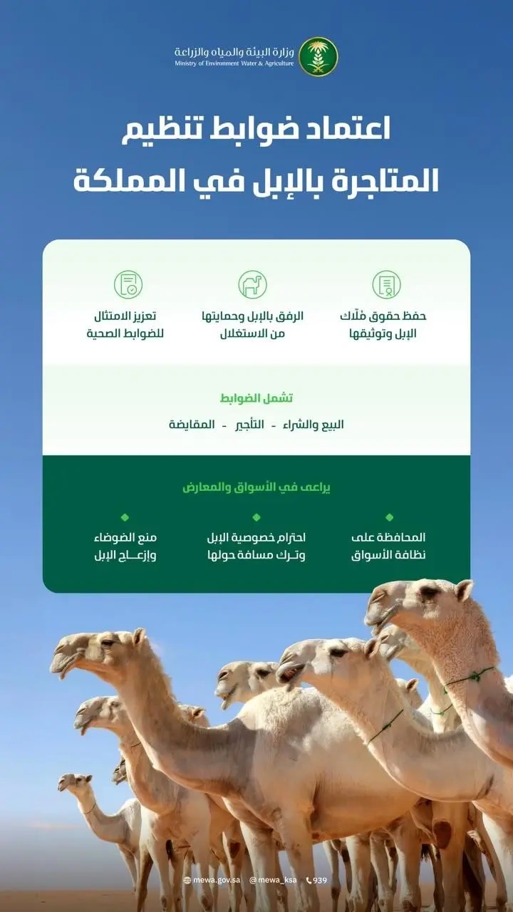 "البيئة" تعتمد الضوابط التنظيمية للمتاجرة بالإبل