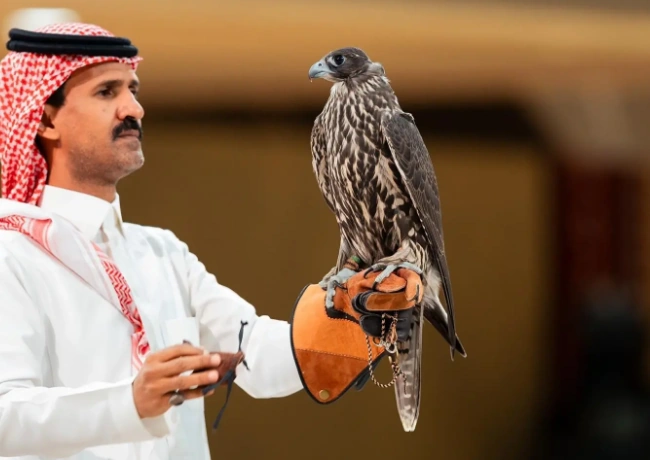 من الجير إلى الشاهين.. خصائص تميز أنواع الصقور في المزاد الدولي لمزارع إنتاج الصقور 