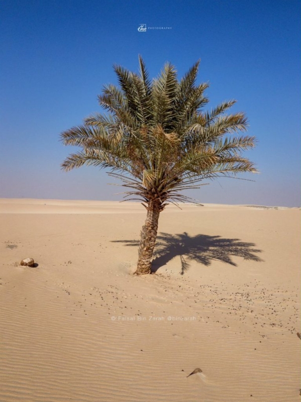 Lovepik صورة Jpg 500755267 Id صورة فوتوغرافية بحث صور صحراء الصحراء شروق الشمس