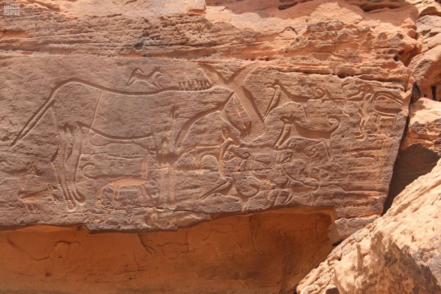 بالصور نقوش صخرية تكشف مسيرة الحضارات الإنسانية في المملكة قبل التاريخ صحيفة المواطن الإلكترونية