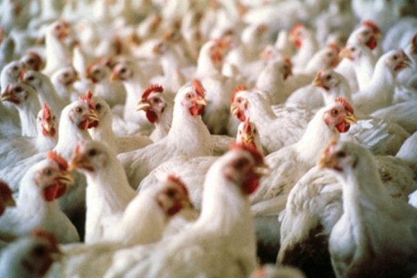 70 % من لحم الدجاج في بريطانيا ملوث ببكتيريا قاتلة