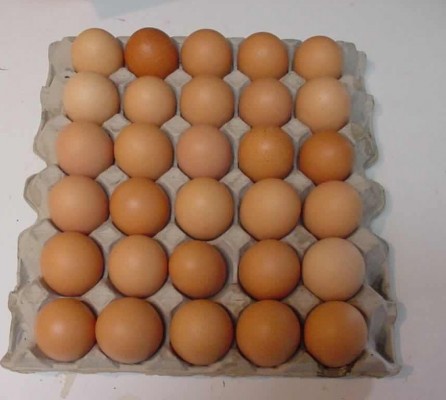 بعد ارتفاع أسعار “البيض”.. مغردون: مانشتريها إلا بعشرة