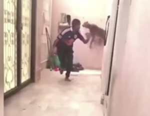 #تيوب_المواطن : نمر يهاجم رجلًا داخل منزله