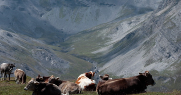 جيش سويسرا يساعد الأبقار على تحمل الحر