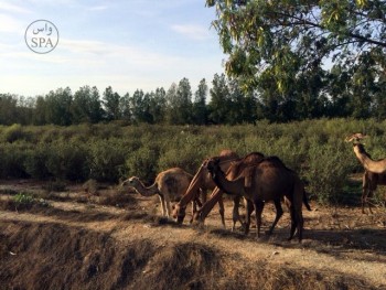 “الجبل الأخضر” بجدة.. معلم سياحي واقتصادي يعانق الطبيعة