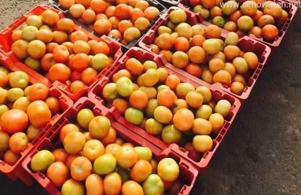 80 ريالا سعر سلة الطماطم بسراة عبيدة !