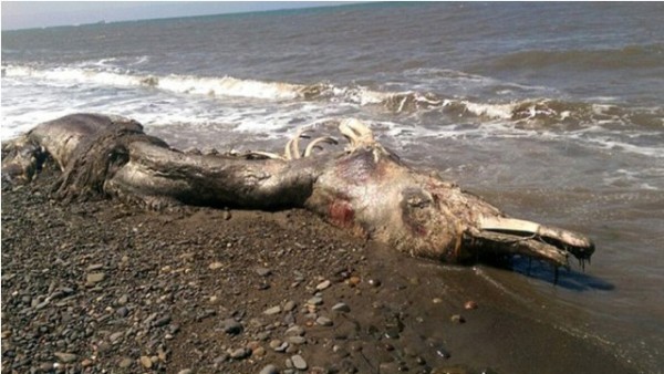 حيوان بحري غامض له ذيل من الفرو يظهر على الشاطئ في أقصى شرق روسيا