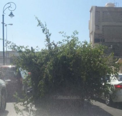 بالصور.. سيارة أمانة الأحساء تجوب شارع الجولات بـ”شجرة مقصوصة”