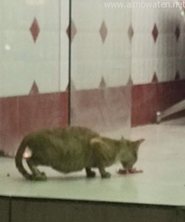 بالصور.. ملحمة تطعم القطط في الرياض وتغفل جانب النظافة