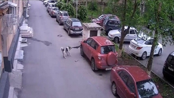 بالفيديو.. كلب ضال يحطم سيارة تويوتا