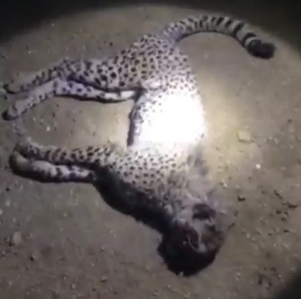 شاهد بالفيديو… قتل “نمر” عربي مهدد بالانقراض