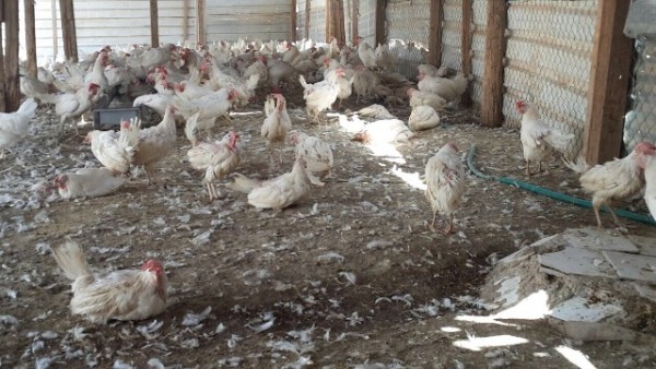مداهمة أحواش تبيع الدجاج الملوث على مطاعم خارج الرياض