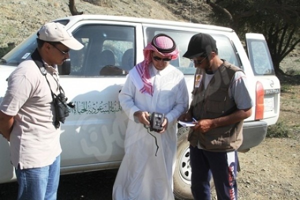 ٥ بلاغات كاذبة عن نمور عربية بالطائف خلال شهرين