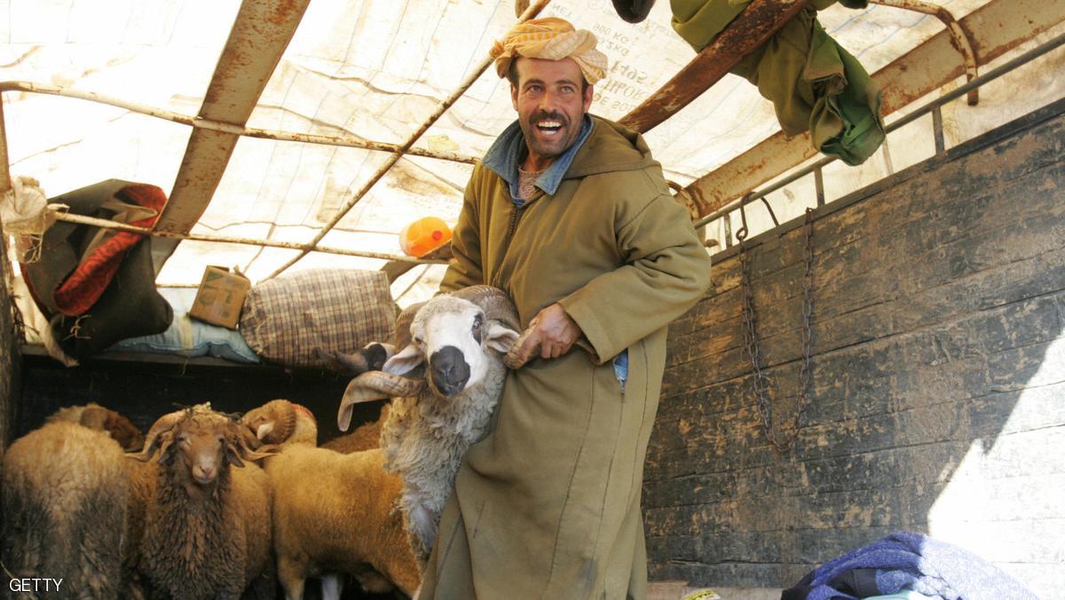 “الأضاحي” تهدد مرشحي الانتخابات التشريعية بالمغرب