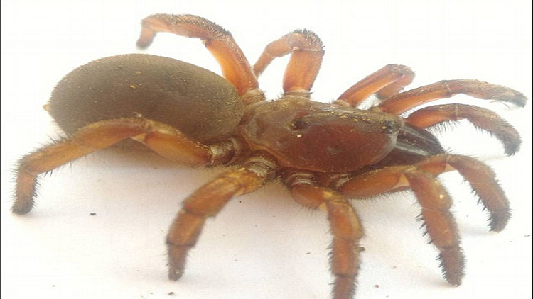 اكتشاف أنواع جديدة من العناكب النادرة والضخمة في كوينزلاند