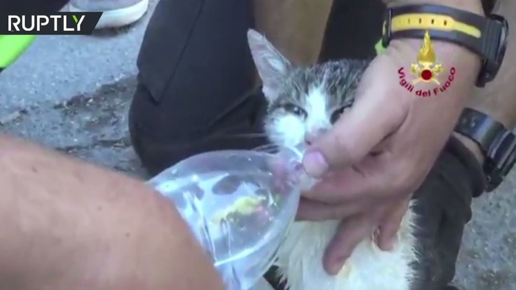 شاهد.. إنقاذ القطة جيجا بعد 5 أيام تحت الأنقاض بسبب زلزال إيطاليا