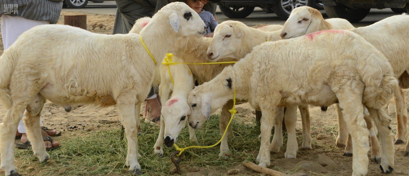 حركة شرائية في سوق مواشي جدة وتجهيز 4 مسالخ رسمية