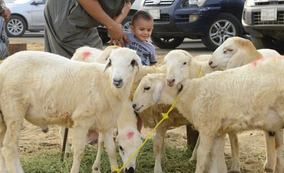 بالصور.. الأضاحي تُنعش أسواق المواشي في جازان