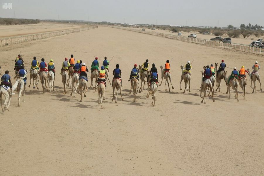 بالصور.. ختام فعاليات سباق الهجن بالطائف