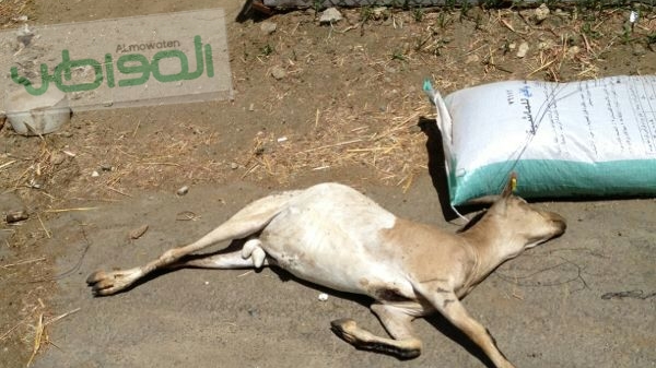 ضبط 226 رأساً من الأغنام المريضة والنافقة بالخميس