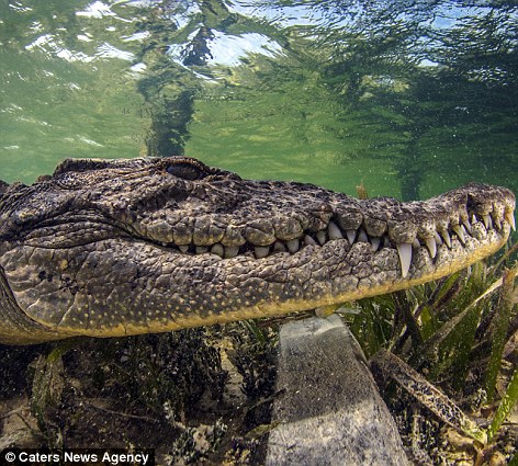 بالصور.. تمساح مفترس يفاجئ خبير بحريات تحت الماء