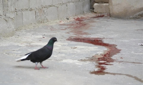 حمامة سورية تقف حائرة أمام مستنقع للدم!