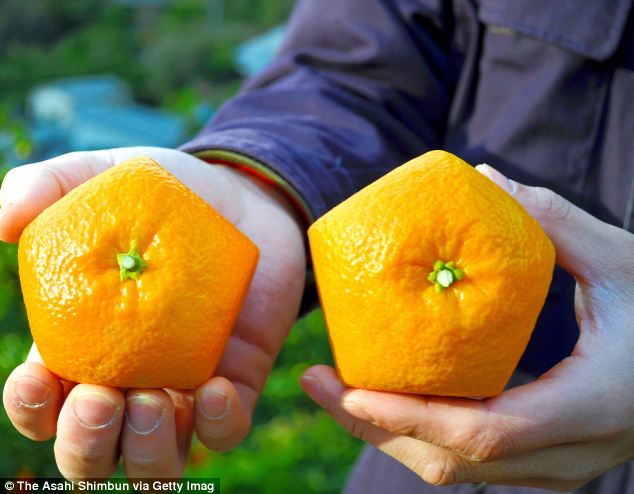 بالصّور.. زراعة برتقال خماسيّ الشّكل في اليابان