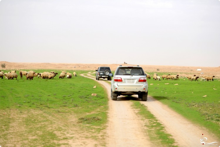 بالصّور.. واحة خضراء وسط صحراء القصيم