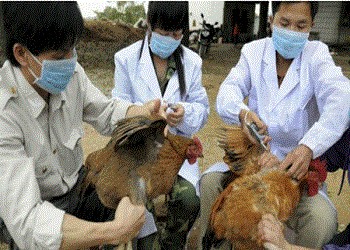 أول وفاة بشرية لمصابة بسلالة جديدة من إنفلونزا الطيور