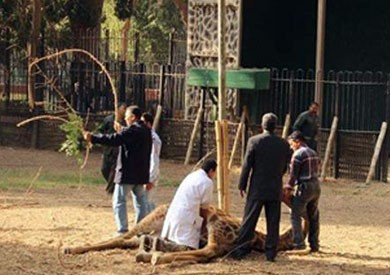 مصر تحقّق في انتحار “زرافة” بحديقة حيوان الجيزة