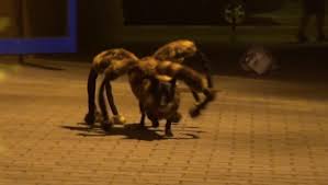 بالفيديو.. الكلب العنكبوت يثير رعب الملايين - المواطن