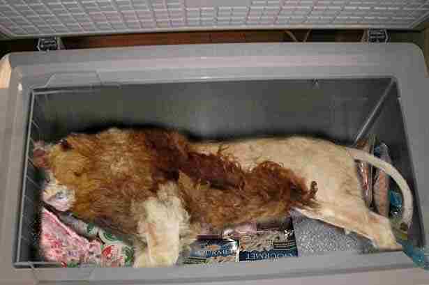 بالصورة.. جثة أسد داخل ثلاجة مطعم في بريطانيا