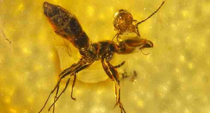 سوسة دقيقة الحجم تعيش على رأس نملة 50 مليون سنة
