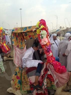 بالصور.. عشرة ريالات ثمن صورة مع ” جمل ” يتجول بمنى