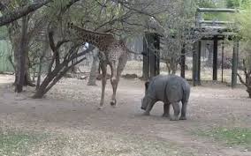 #تيوب_المواطن :زرافة ترفس وحيد القرن