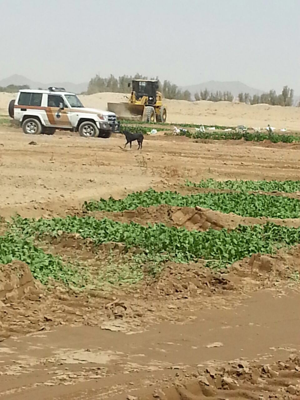 بالصور.. إزالة 6 مزارع تروى بمياه الصرف الصحي بمكة