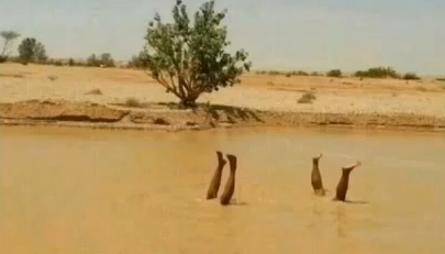 بالفيديو …”سلفر” يوجه رسالة للمستهترين بمخاطر السيول