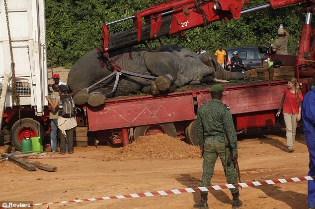 بالصّور.. شاهد كيف تمّ إنقاذ الفيلة العملاقة من موت محقّق