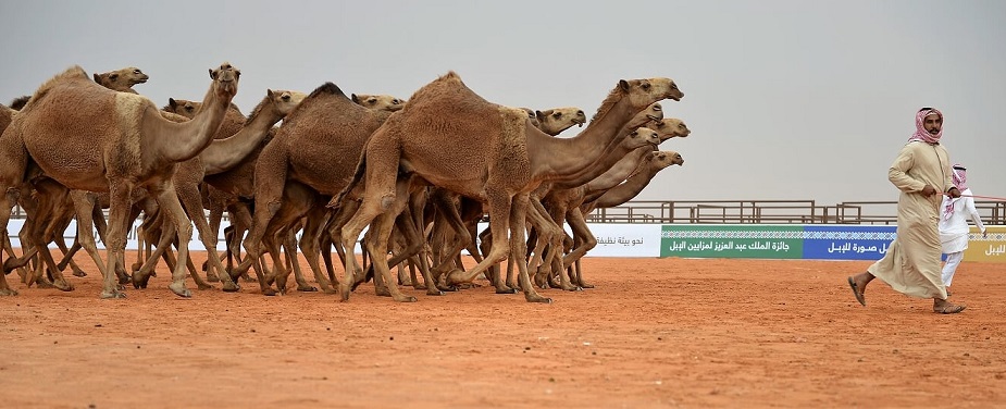 مهرجان الملك عبدالعزيز للإبل يستهلّ بعروض المزايين