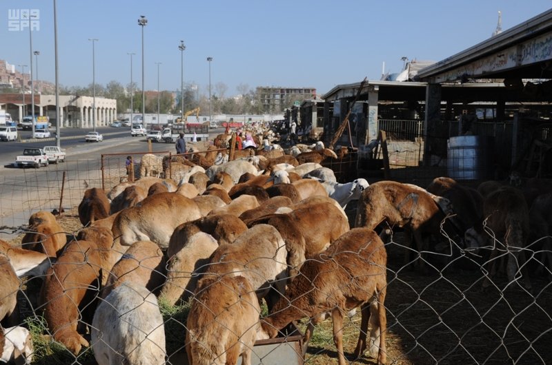 بلدية الخبر تحذر من الذبح العشوائي خارج المسلخ والمطابخ المرخصة