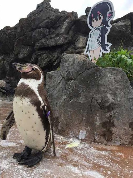 بالصور.. اليابان تودع البطريق العاشق بعد قصة حب مستحيلة