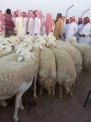 انطلاق مزاد “ابن رداد الوذيناني” لنوادر الأغنام الحرية.. الجمعة