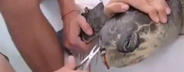 بالفيديو.. قشة بلاستيكية تسحب من منخار سلحفاة بحرية