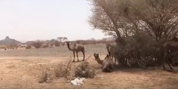 بالفيديو.. حيوانات تلهث من الظمأ وخزانات فارغة في طرقات المدينة