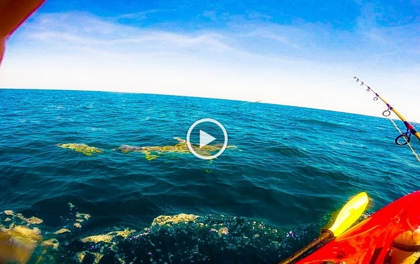 بالفيديو.. سمكة قرش تسحب قارب صياد مغامر 12 ميلا قبالة فلوريدا