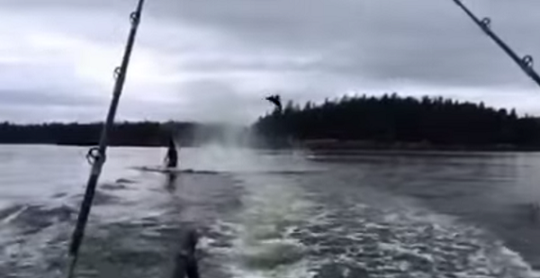 بالفيديو .. أسد البحر يحلق في الهواء بعد ضربة حوت