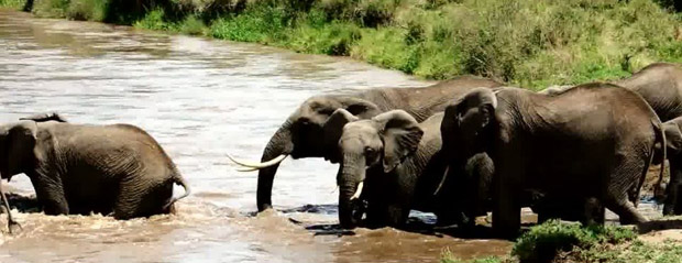 بالفيديو والصور.. الفيل الأم تنفذ صغيرها من الغرق