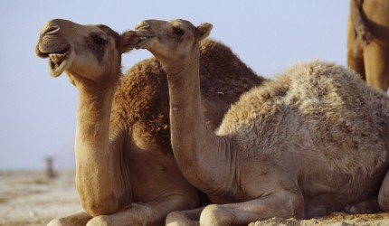 الجمال العربية قد تكون مصدر فيروس كورونا !