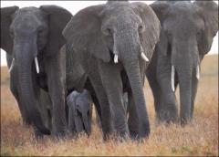 الفيلة الإفريقية تميز بين لغات البشر